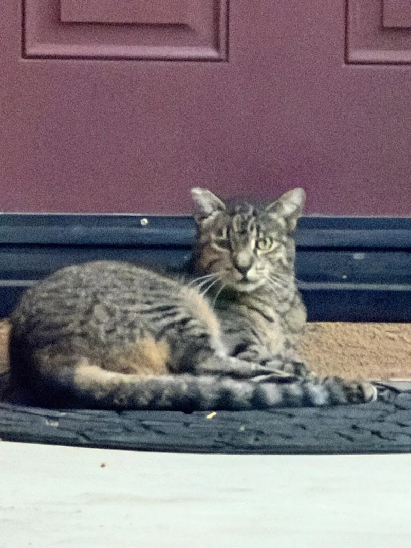 An adult large-sized male Brown / Chocolate Maine Coon cat named George for adoption in Burbank, CA