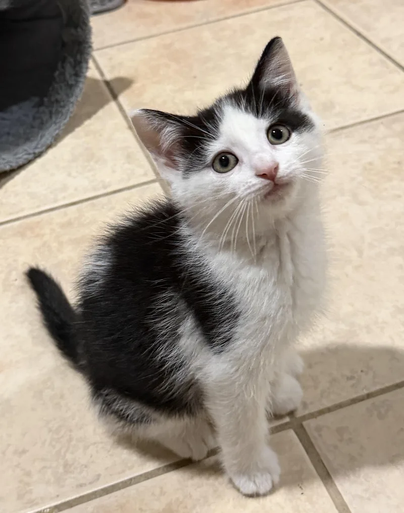 A baby medium-sized male Black & White / Tuxedo Domestic Short Hair cat named Kyle for adoption in East Hanover, NJ