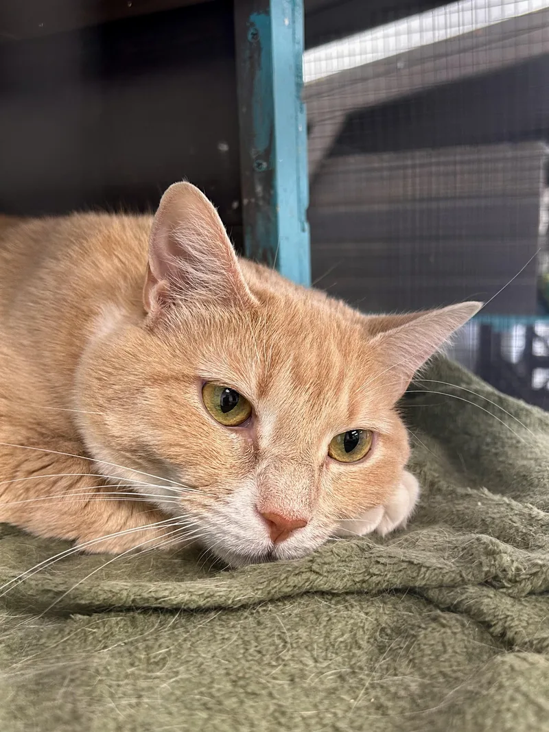 An adult medium-sized female Buff & White Domestic Short Hair cat named Goldie for adoption in Grand Rapids, MI