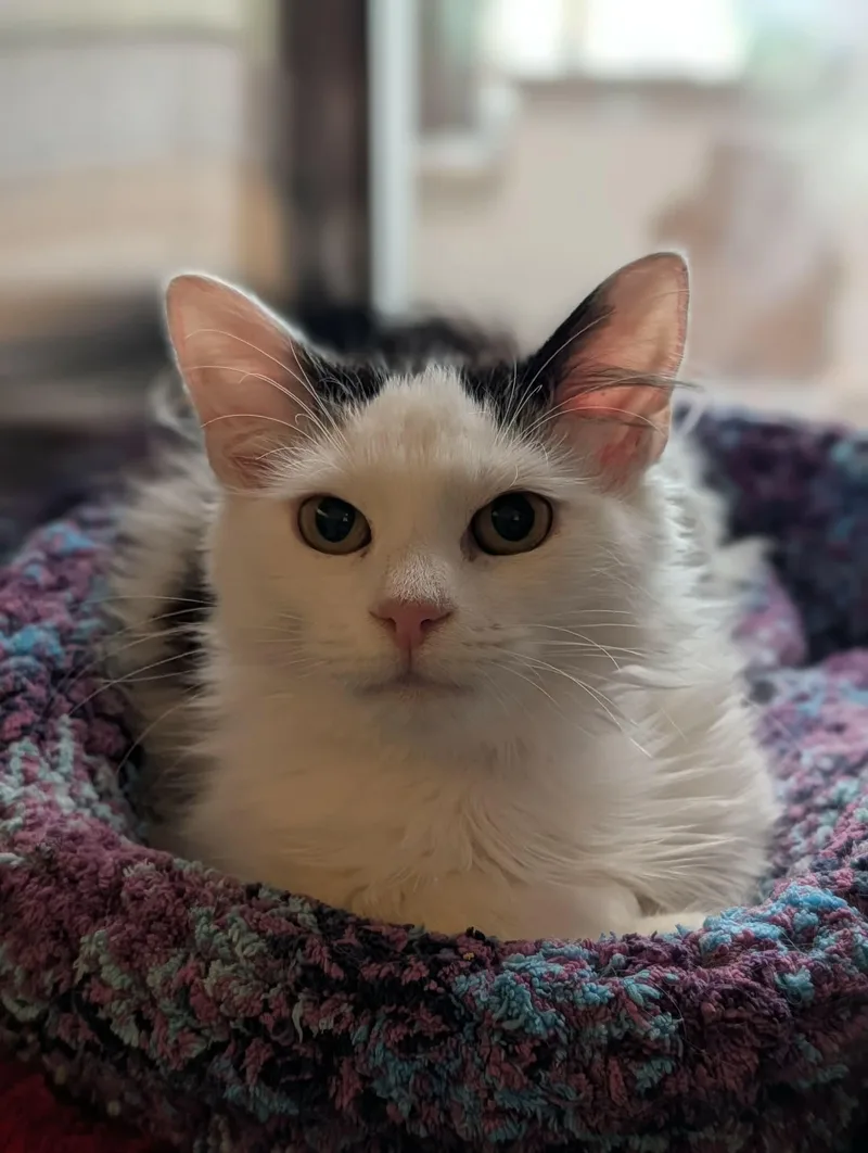 A young medium-sized male Black & White / Tuxedo Domestic Medium Hair cat named Milton for adoption in Chambersburg, PA