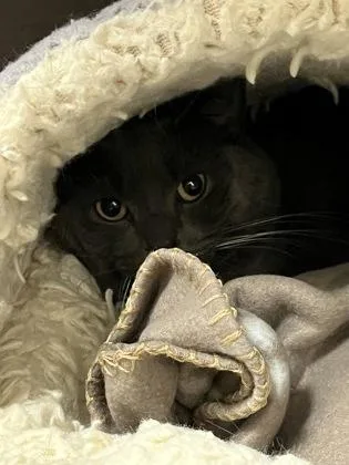 A young medium-sized male Domestic Short Hair cat named Cheese for adoption in Fishers, IN