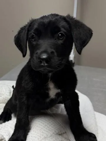 A baby small-sized female Labrador Retriever dog named Raven for adoption in Redlands, CA