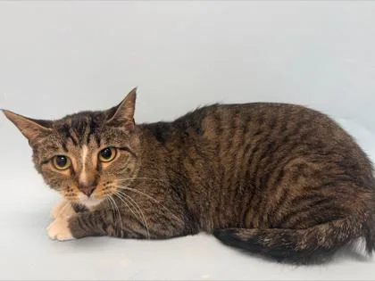 An adult small-sized female Domestic Short Hair cat named Winifred for adoption in Woodbury, MN