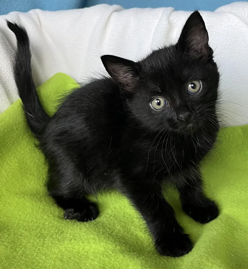 A baby medium-sized female Domestic Short Hair cat named Mila for adoption in Lyle, WA