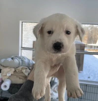 An adult large-sized male White / Cream Australian Cattle Dog / Blue Heeler dog named Maddux for adoption in Dallas, TX