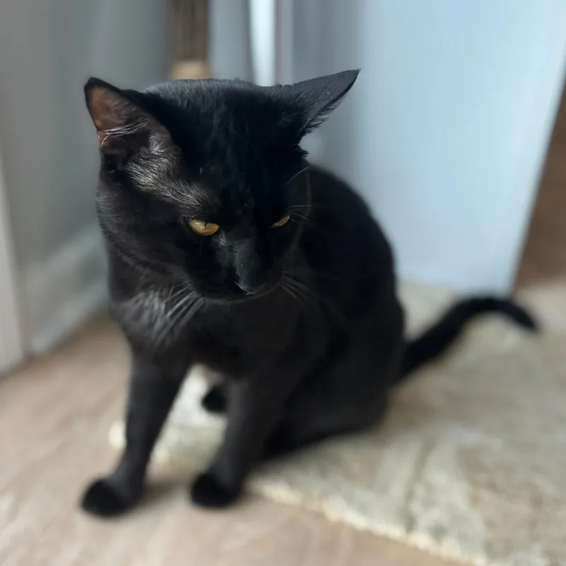 Onyx