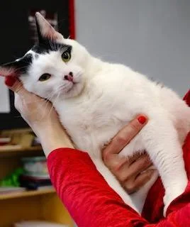 An adult large-sized male Domestic Short Hair cat named Piggy for adoption in Philadelphia, PA