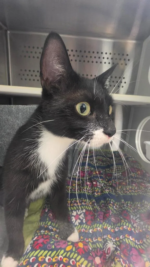 A young medium-sized female Domestic Short Hair cat named Lola for adoption in Athens, TN