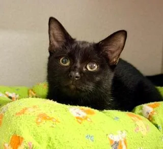 A baby medium-sized female Black Domestic Short Hair cat named Toph for adoption in Winter Haven, FL