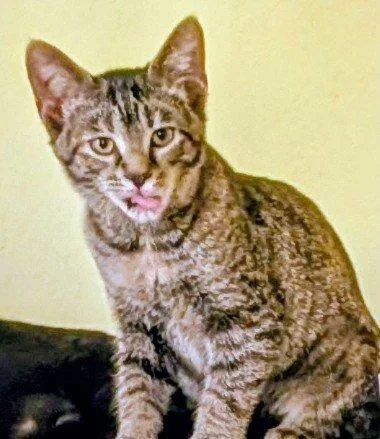 A baby small-sized female Domestic Short Hair cat named Opal for adoption in Waverly, TN