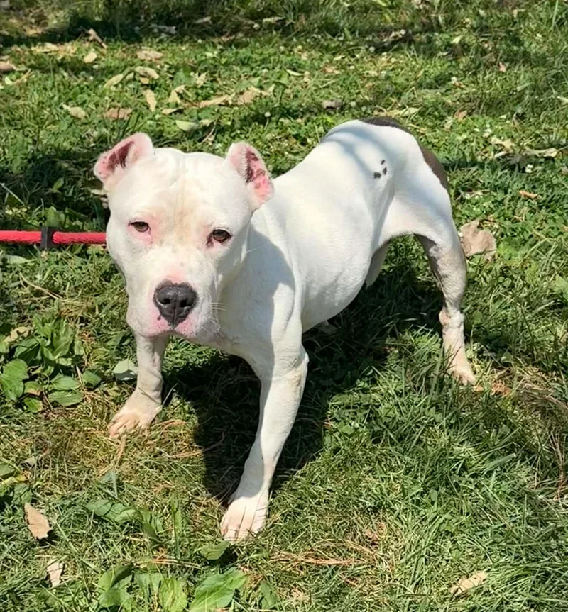 An adult medium-sized female White / Cream Pit Bull Terrier dog named Kara for adoption in Springfield, IL