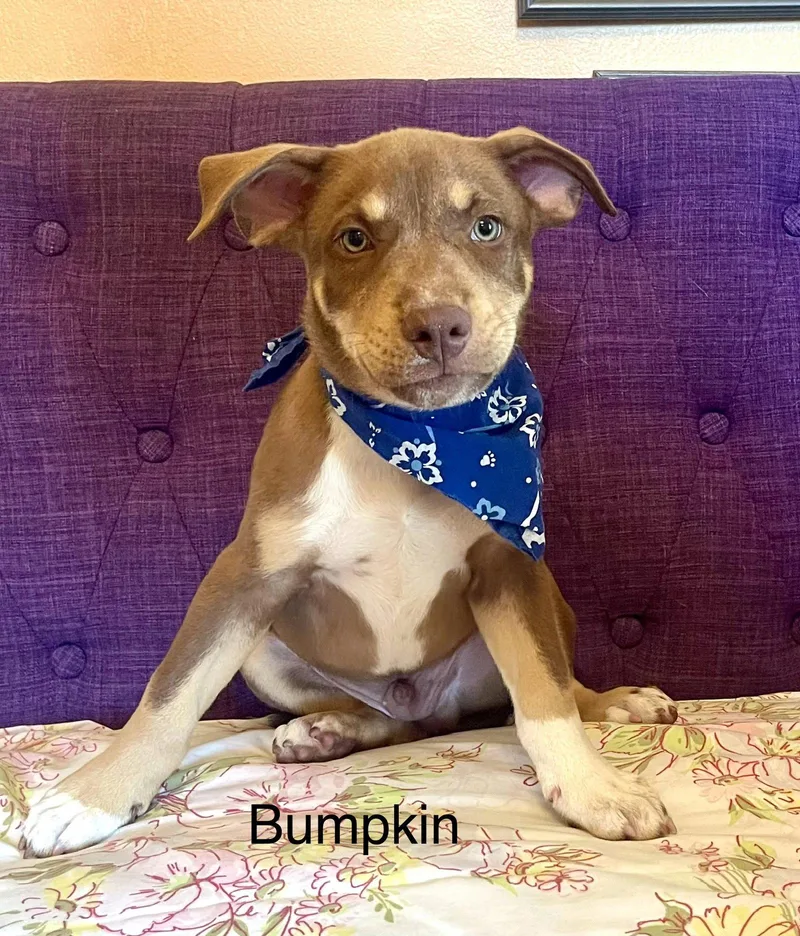 Bumpkin Lonestar