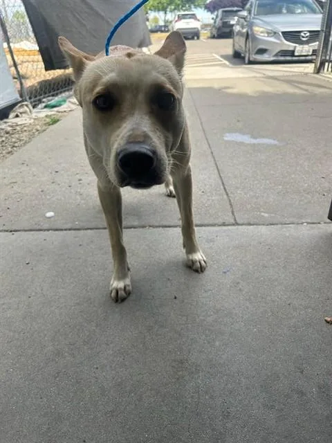 A young medium-sized female Staffordshire Bull Terrier dog named Leo for adoption in Stockton, CA