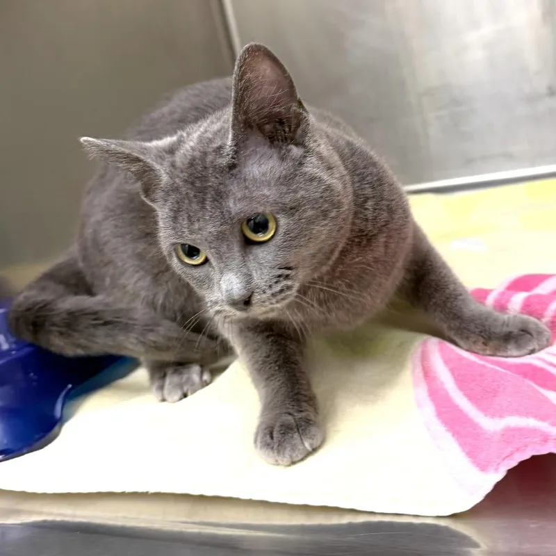 A young small-sized female Gray / Blue / Silver Domestic Short Hair cat named Gracie for adoption in Warrensburg, MO