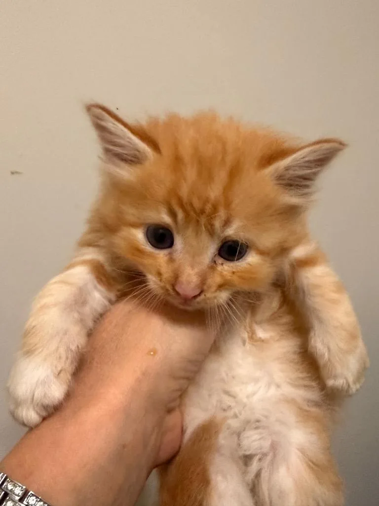 A baby small-sized male Domestic Short Hair cat named Cisco for adoption in Newnan, GA