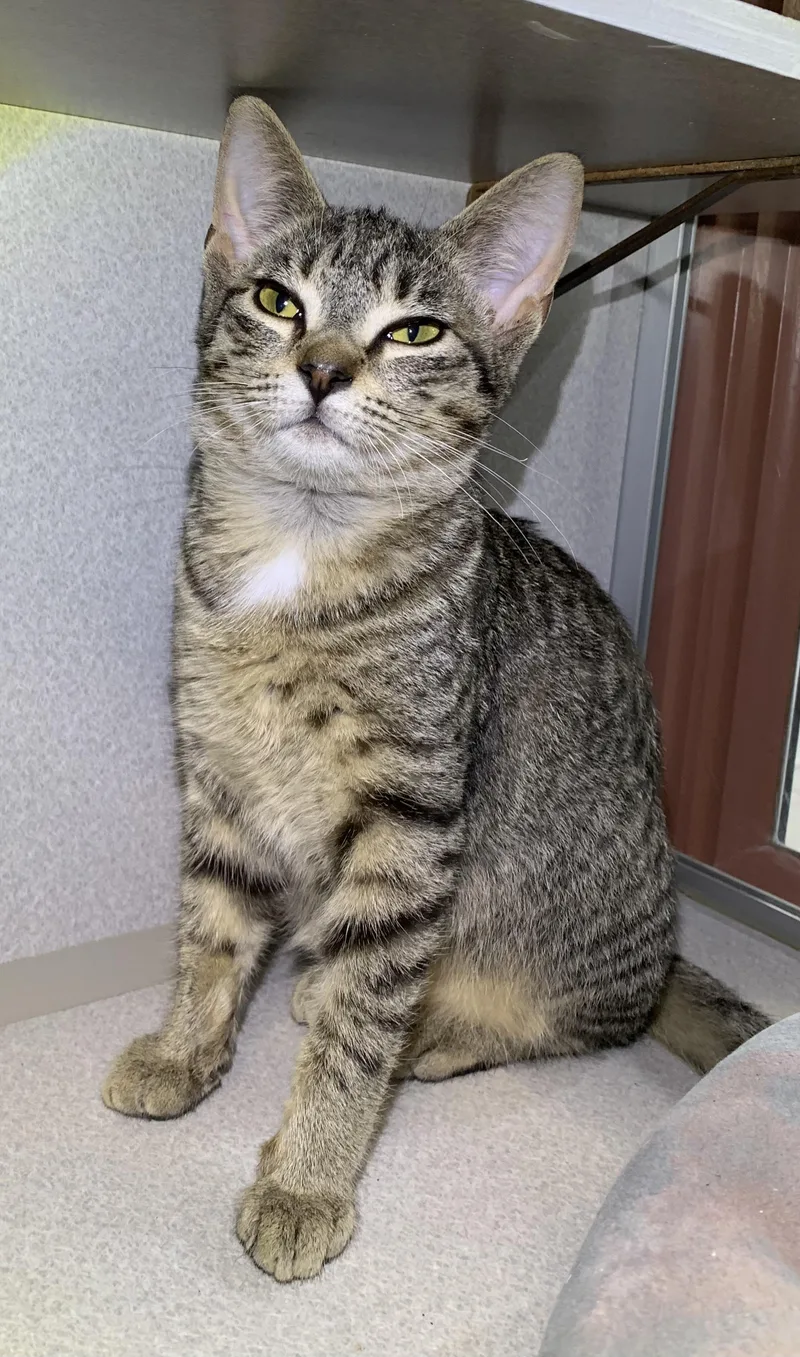 A young medium-sized female Tabby (Tiger Striped) Domestic Short Hair cat named Mindy for adoption in Massena, NY