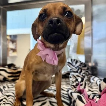 An adult small-sized female Chihuahua dog named Pesto for adoption in Phoenix, AZ