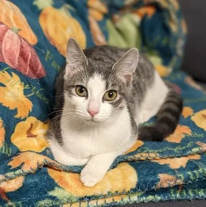 Dorothy Ann Aka "dot" thumbnail 3