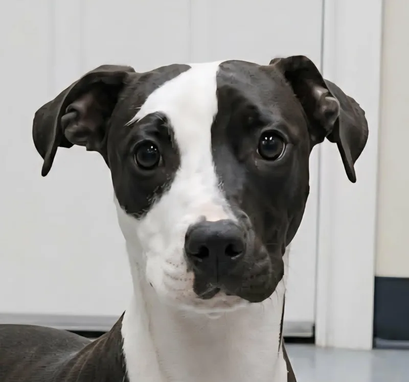 A baby medium-sized female White / Cream Pit Bull Terrier dog named Charmer for adoption in Newport, TN