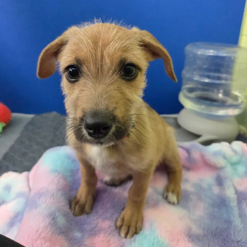 A baby small-sized male Yellow / Tan / Blond / Fawn Wirehaired Terrier dog named Chief for adoption in Newport, TN