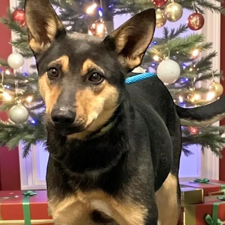 An adult medium-sized female Brindle Shepherd dog named Sephora for adoption in Cumberland, RI