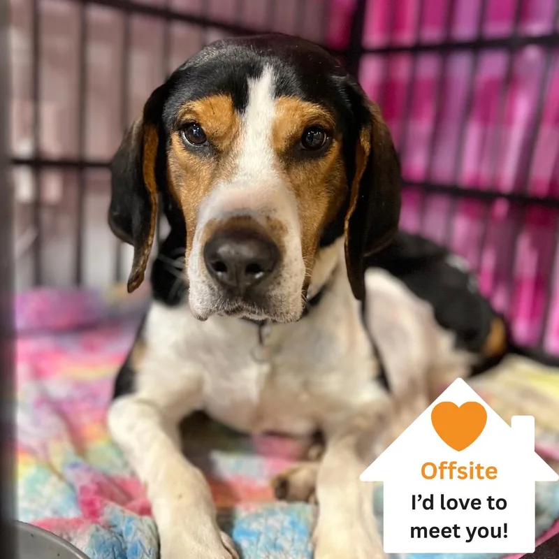 Herschel thumbnail 2