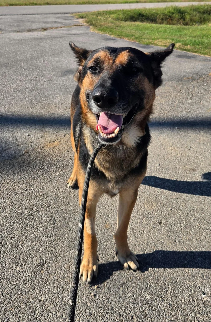 A young large-sized male Black German Shepherd Dog named Sampson for adoption in Petersburg, IN