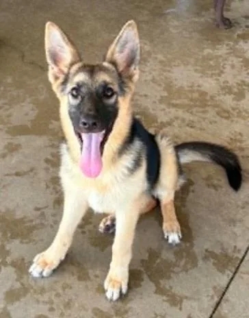 A young medium-sized female German Shepherd Dog dog named Sweet Tea for adoption in Lampasas, TX