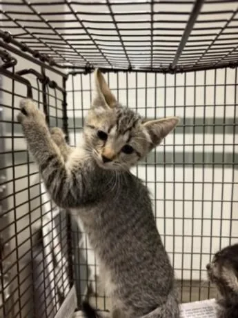 A baby small-sized female Domestic Short Hair cat named Tomato for adoption in Van Nuys, CA