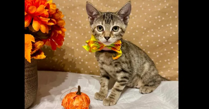 A baby small-sized female Domestic Short Hair cat named Cadet for adoption in Groveland, MA