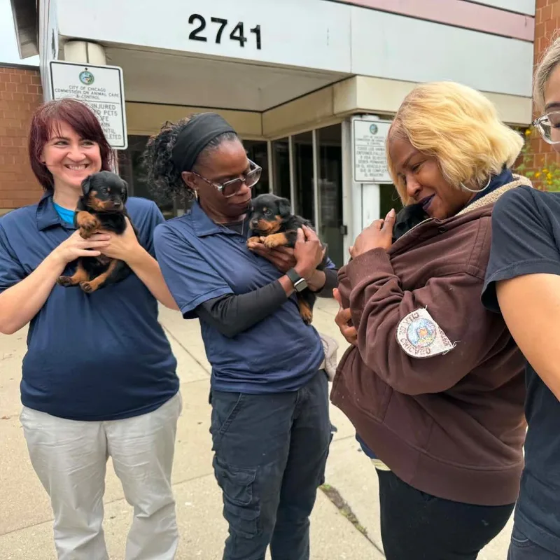 A baby large-sized female Black Rottweiler dog named Andy for adoption in DeKalb, IL