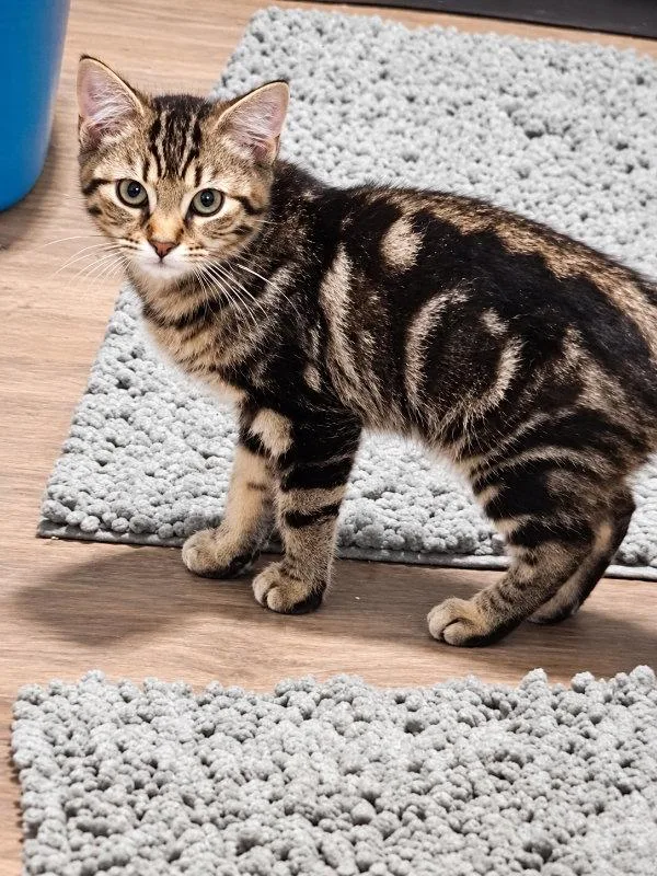 A baby small-sized female Tabby cat named Brenna for adoption in Mankato, MN
