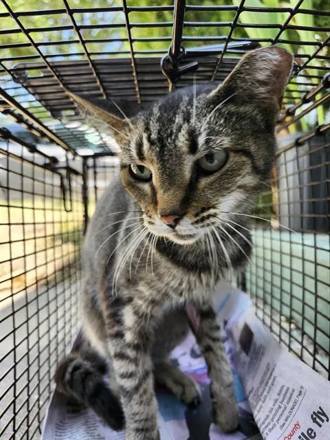 A young small-sized female Domestic Short Hair cat named Calypso for adoption in San Antonio, TX