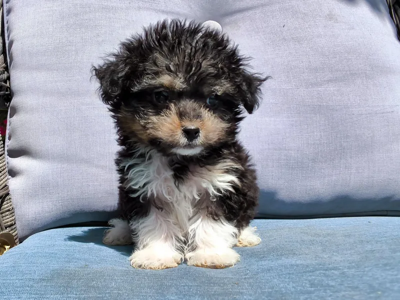 A baby small-sized female Tricolor (Brown, Black, & White) Lancashire Heeler dog named Minnie for adoption in ontario, CA