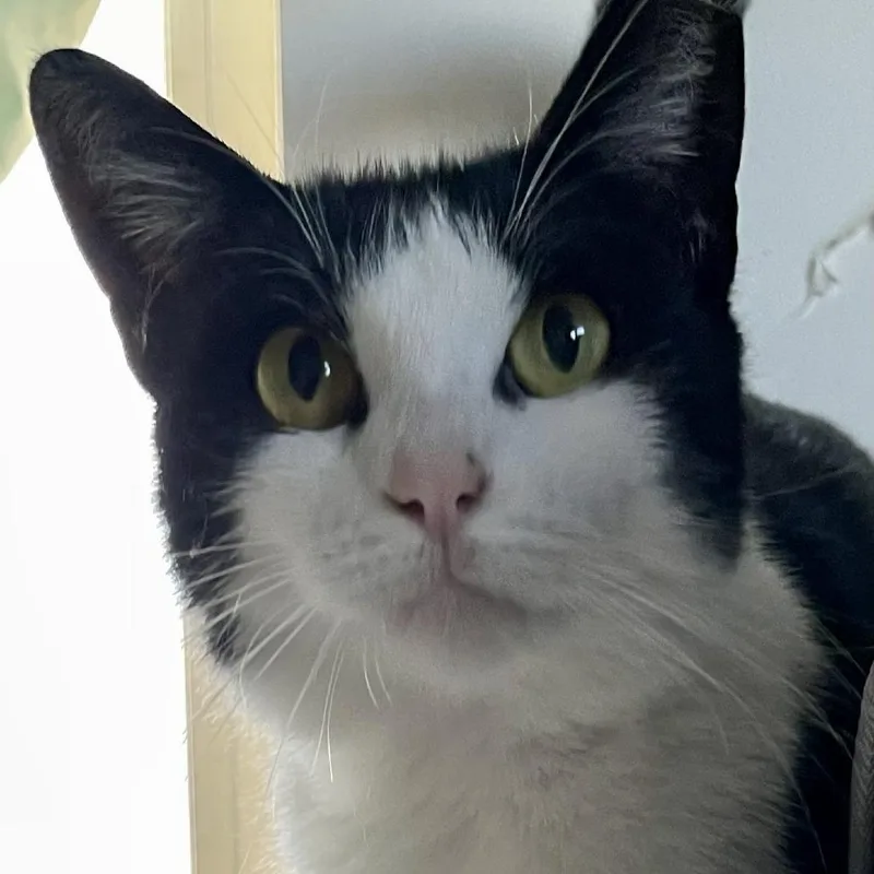 An adult small-sized female Black Domestic Short Hair cat named Holly for adoption in Los Angeles, CA