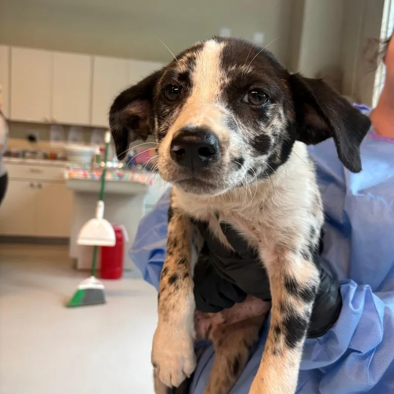 A baby small-sized female White / Cream Mixed Breed dog named Beetle for adoption in Huntington, WV