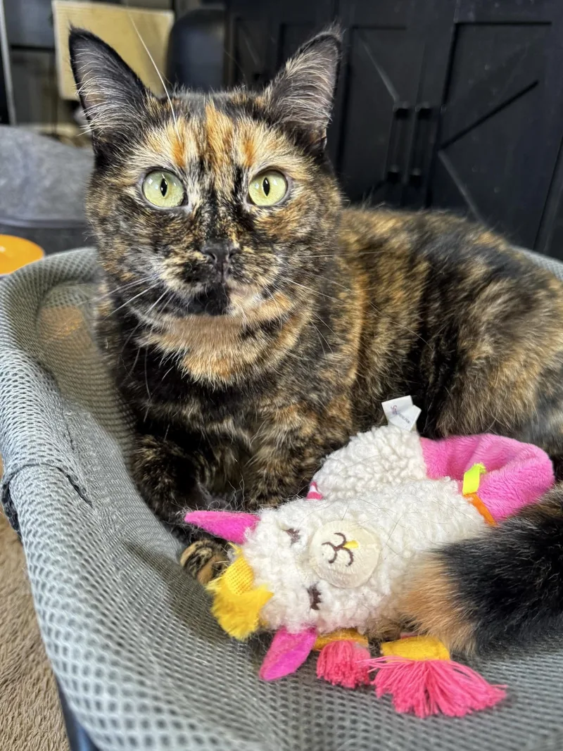 An adult medium-sized female Tortoiseshell Tortoiseshell cat named Leilani for adoption in Greensburg, PA