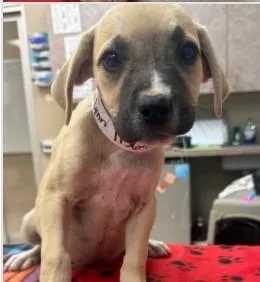 A baby medium-sized female Mixed Breed dog named Tammy Lynn for adoption in West Chester, PA
