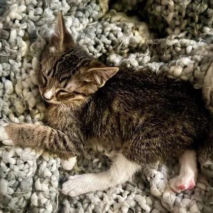 A baby small-sized male Brown / Chocolate Domestic Short Hair cat named Tube Socks for adoption in Pleasant Hill, CA