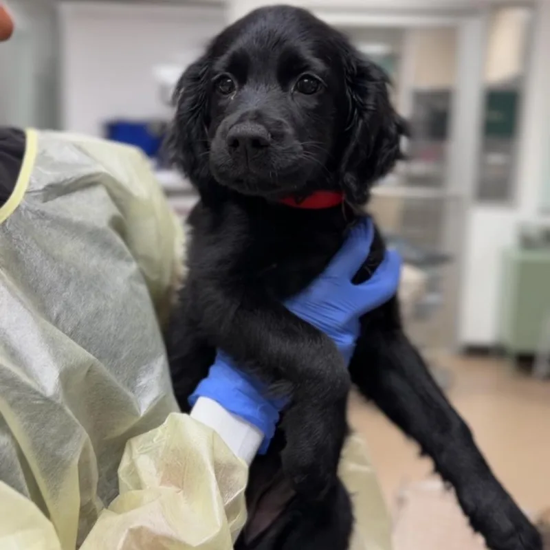 A baby small-sized female Black Cocker Spaniel dog named Karla A for adoption in Mission Hills, CA
