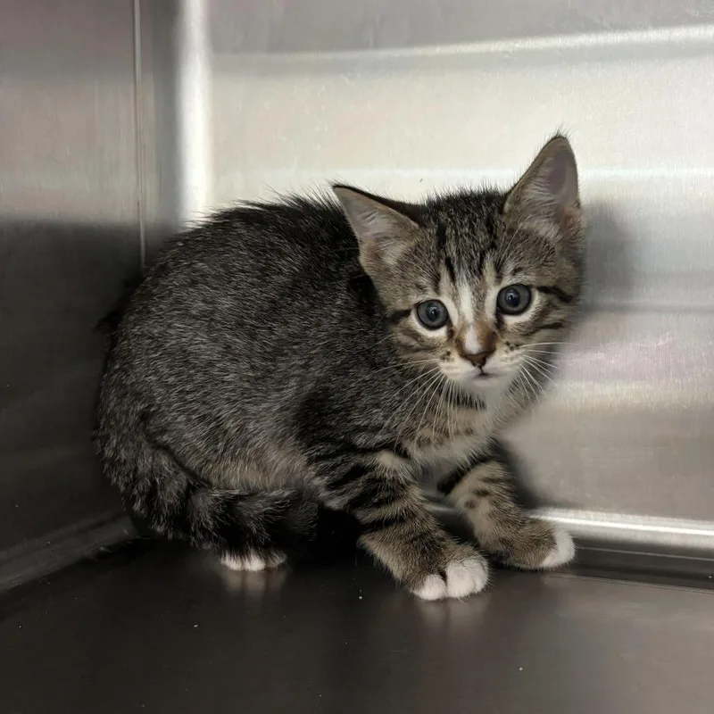 A baby small-sized female Black Domestic Short Hair cat named Bedtime Story for adoption in Carencro, LA