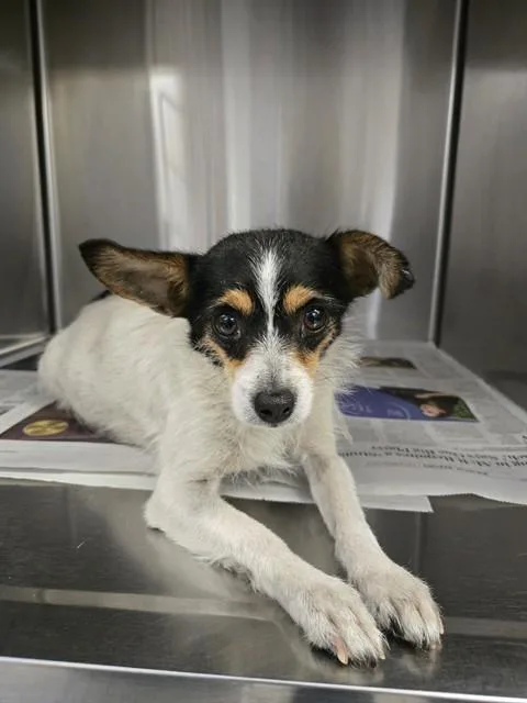 An adult medium-sized female Chihuahua dog named Camilla for adoption in Downey, CA