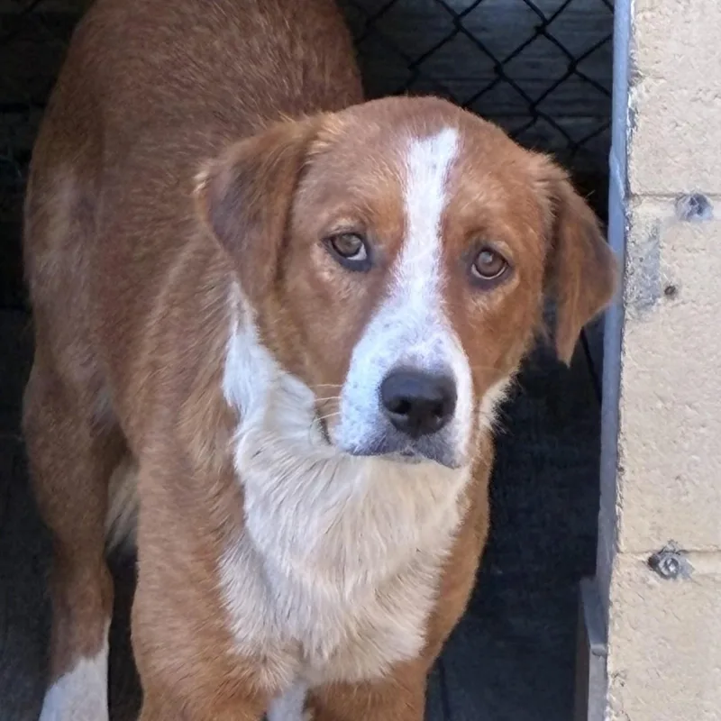 An adult medium-sized female Red / Chestnut / Orange Australian Shepherd dog named Antoinette for adoption in Columbia, SC