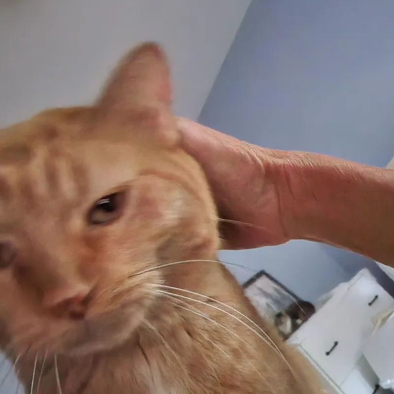 Luther and Maple thumbnail 2