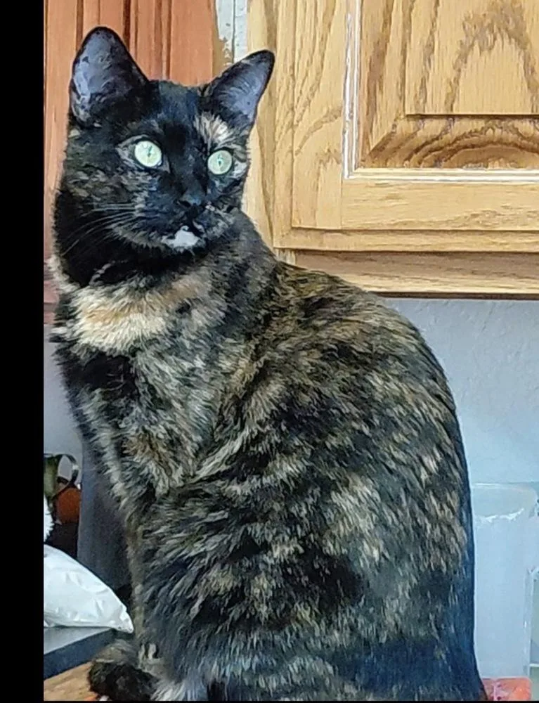 An adult medium-sized female Tortoiseshell Domestic Short Hair cat named Digiorno for adoption in Lafayette, CO