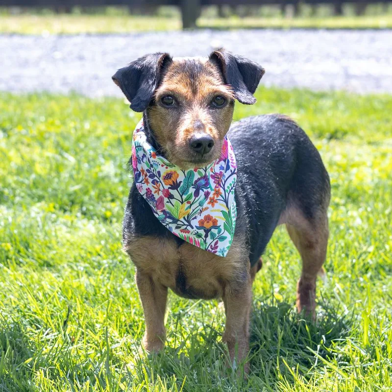 A young medium-sized female Black Wirehaired Dachshund dog named Clover  Female  for adoption in West Grove, PA