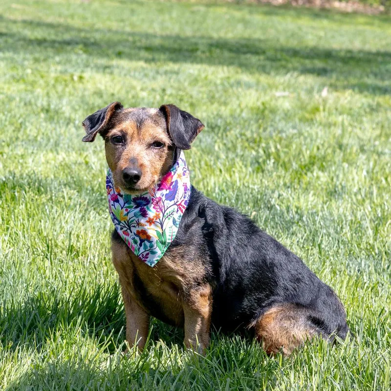 Clover  Female  thumbnail 3