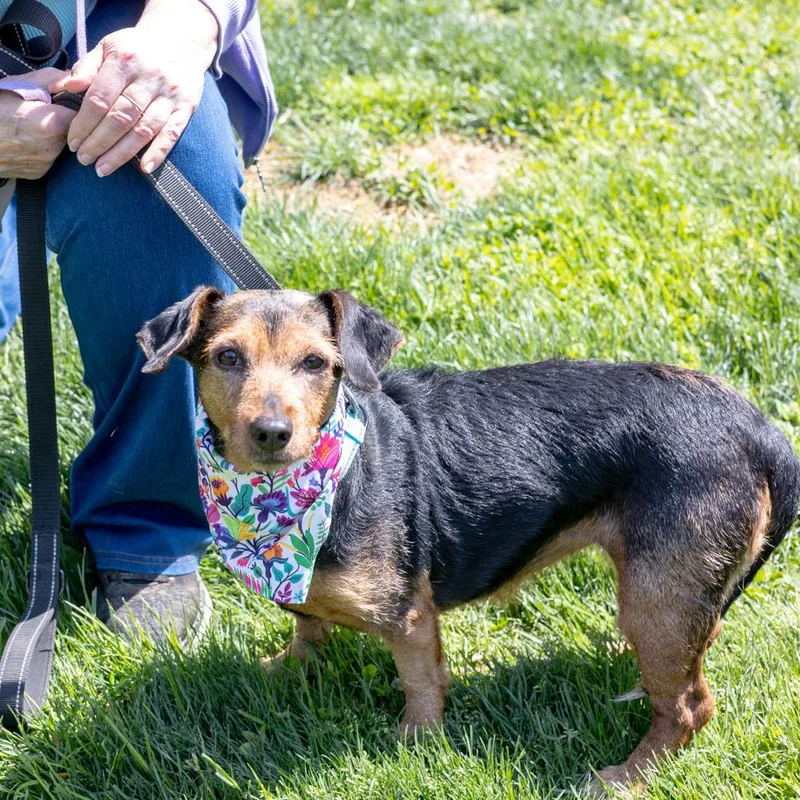 Clover  Female  thumbnail 4