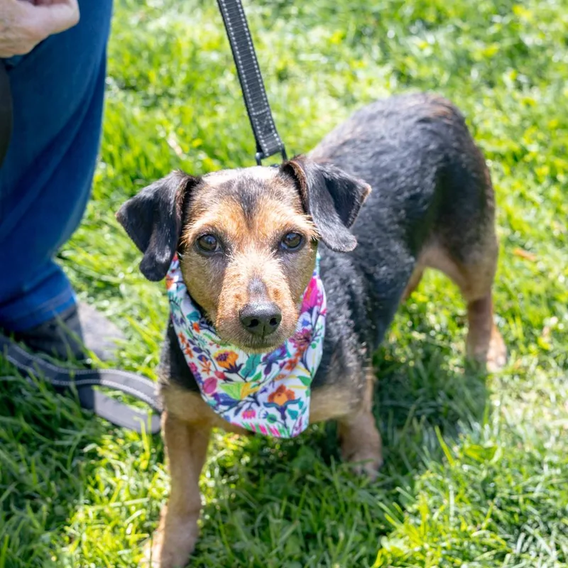 Clover  Female  thumbnail 5