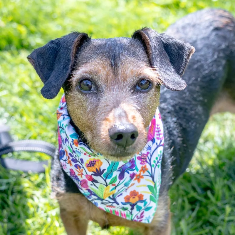 Clover  Female  thumbnail 6